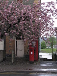 SX21992 Old fashioned letterbox and phonebox underneath blossom.jpg